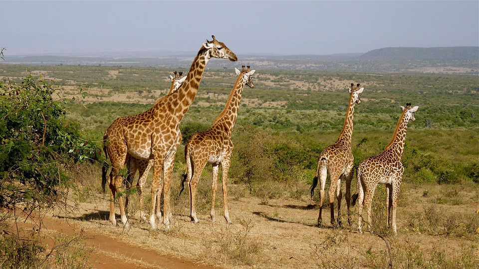 ABERDARE NATIONAL PARK,   Kenya