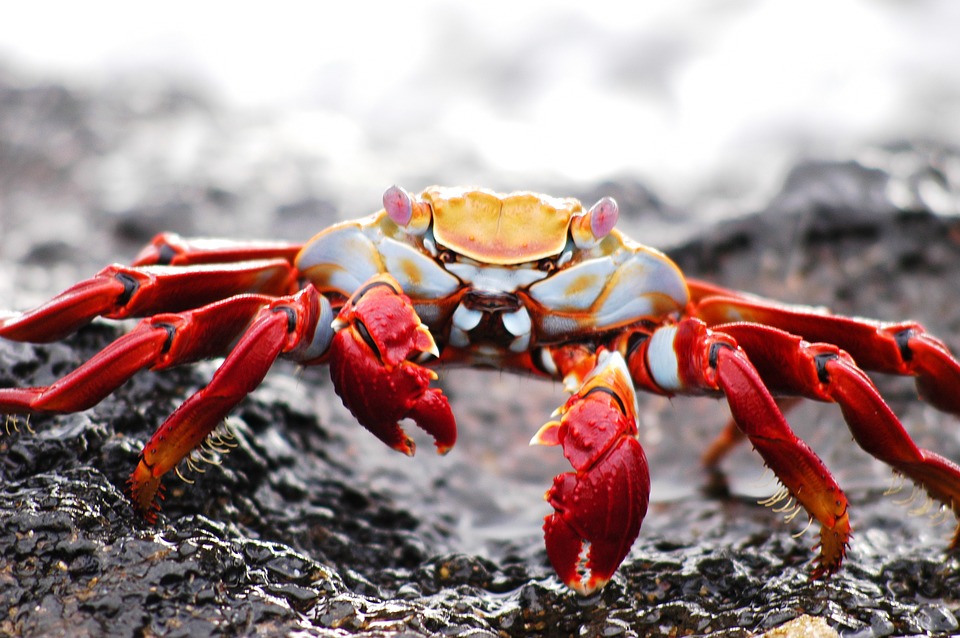 GALAPAGOS ISLANDS, Ecuador