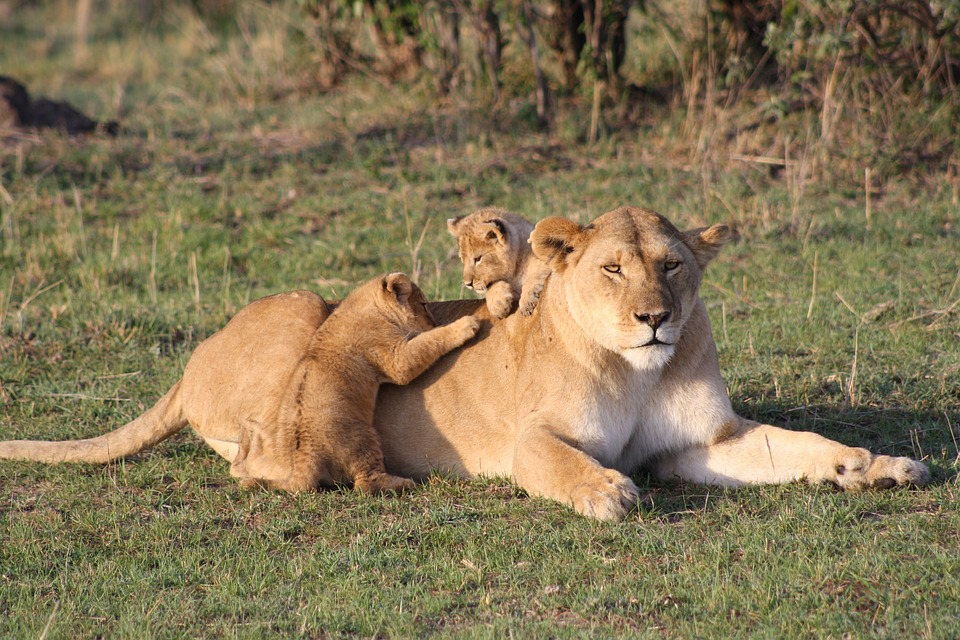 MASAI MARA, Kenya